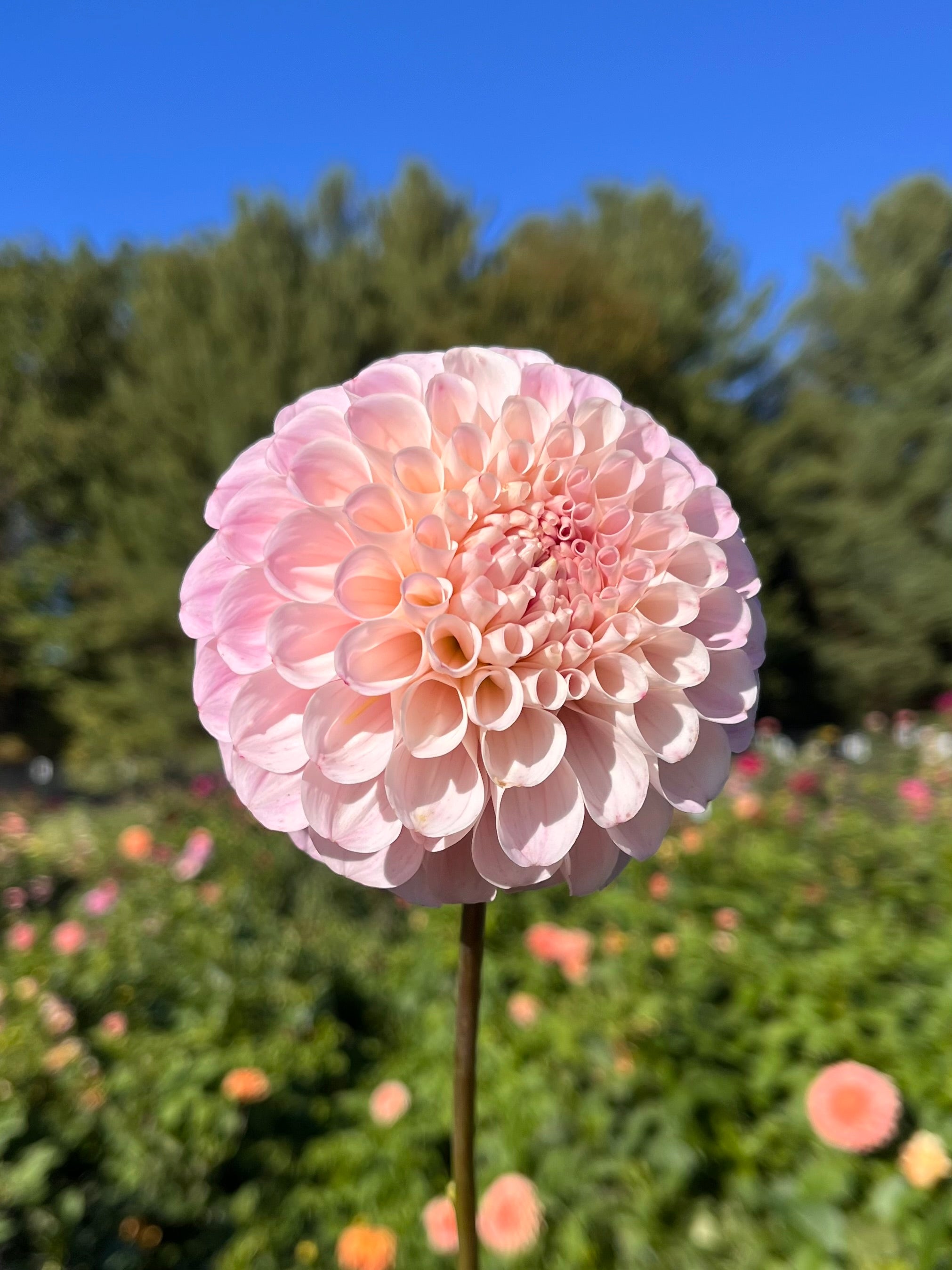 20th Ave Memory – Little Bug Gardens