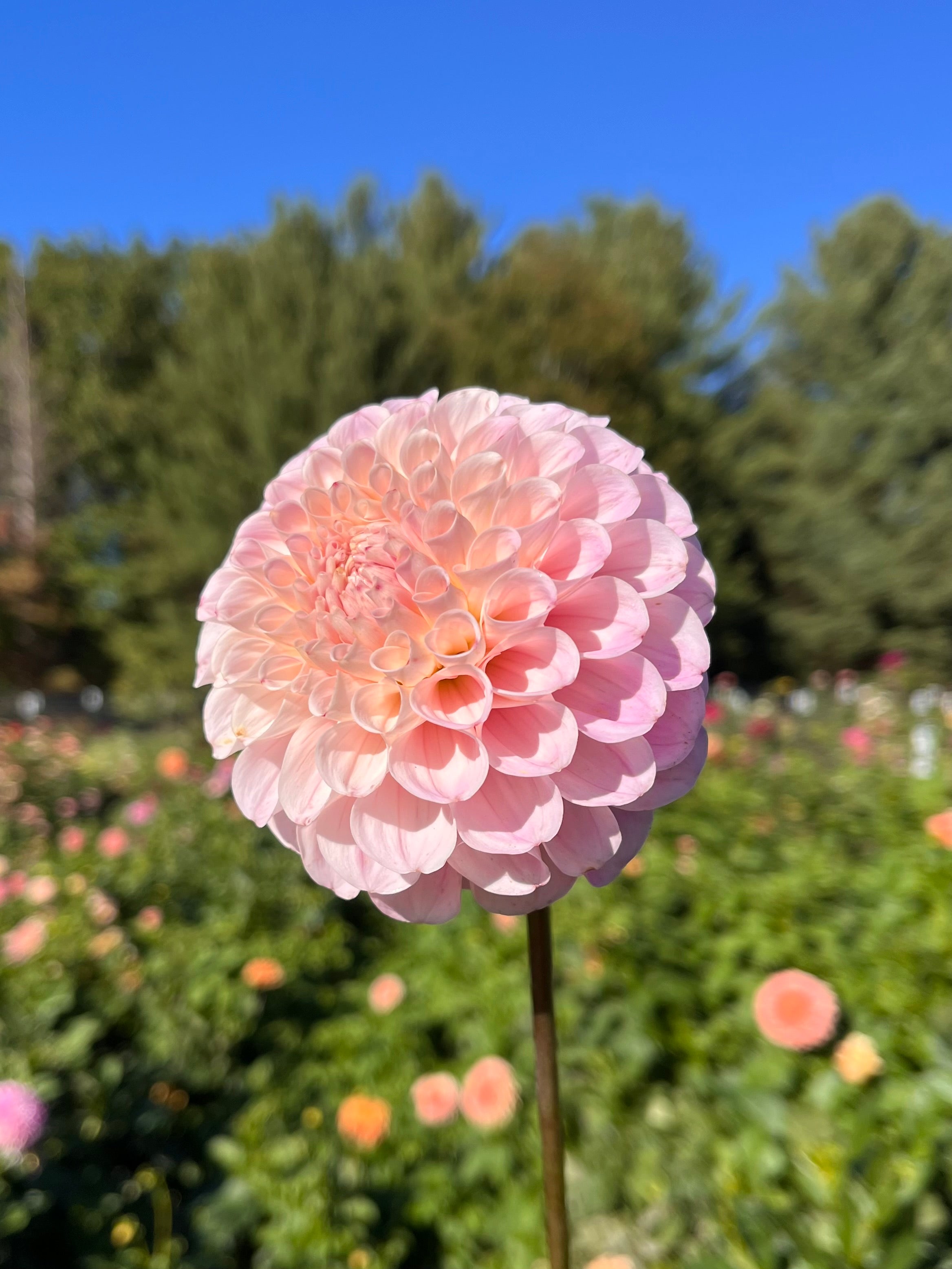 20th Ave Memory – Little Bug Gardens