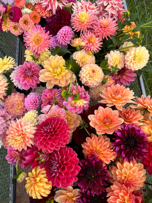 ALOA Kristine Vogel UNVERIFIED