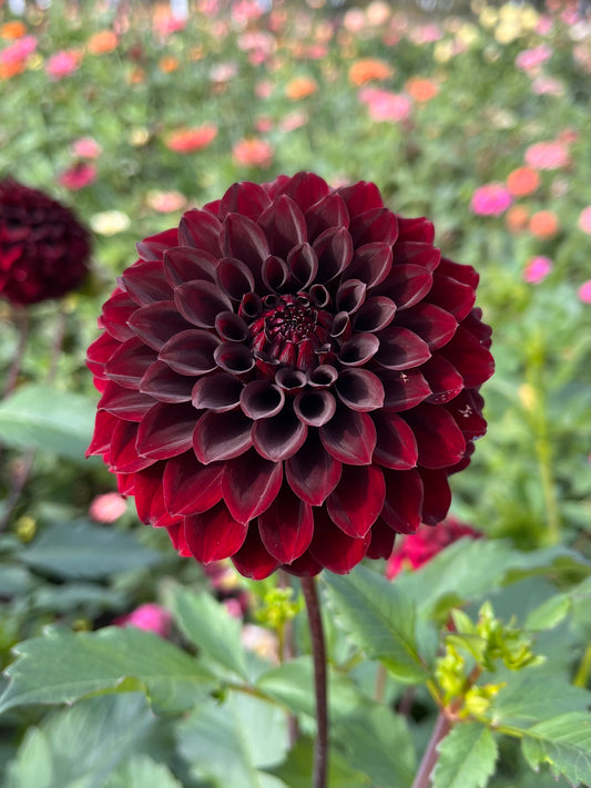 River’s Dark Chocolate