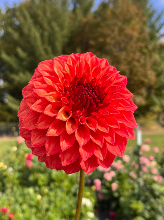 Verrone’s Sandra J