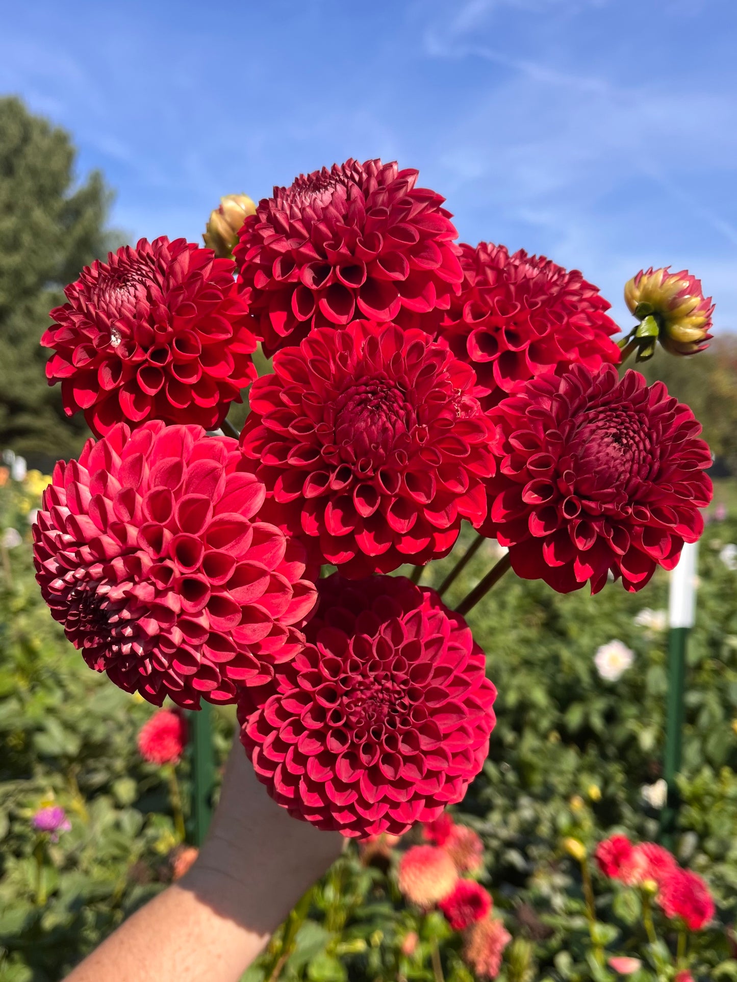 Blyton Lady In Red rooted cutting