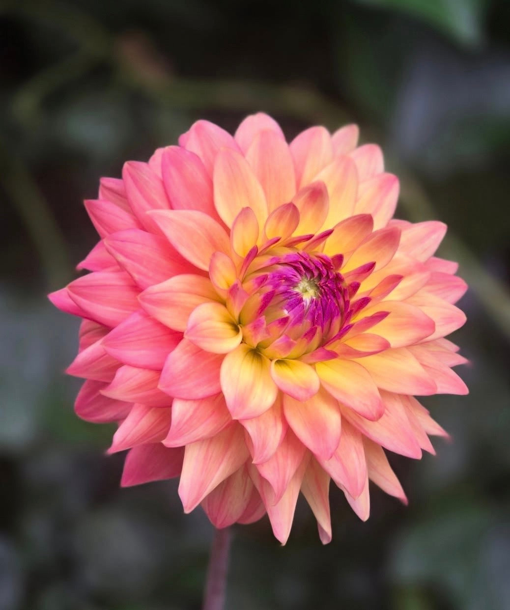 Florelie Seastar
