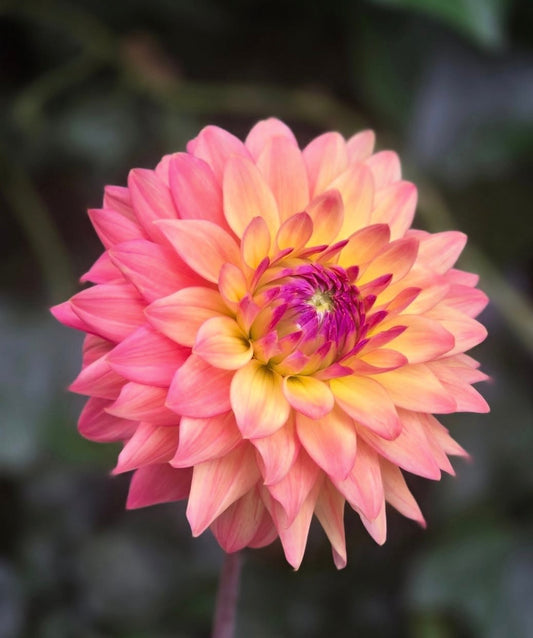 Florelie Seastar