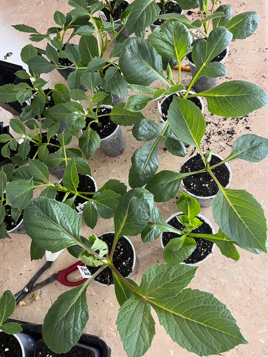 Florelie Fruit Tingle cutting