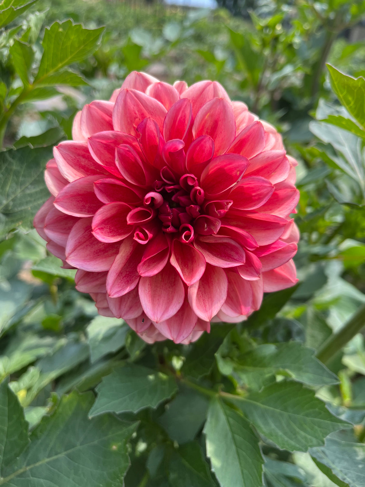 Peach Macaron
