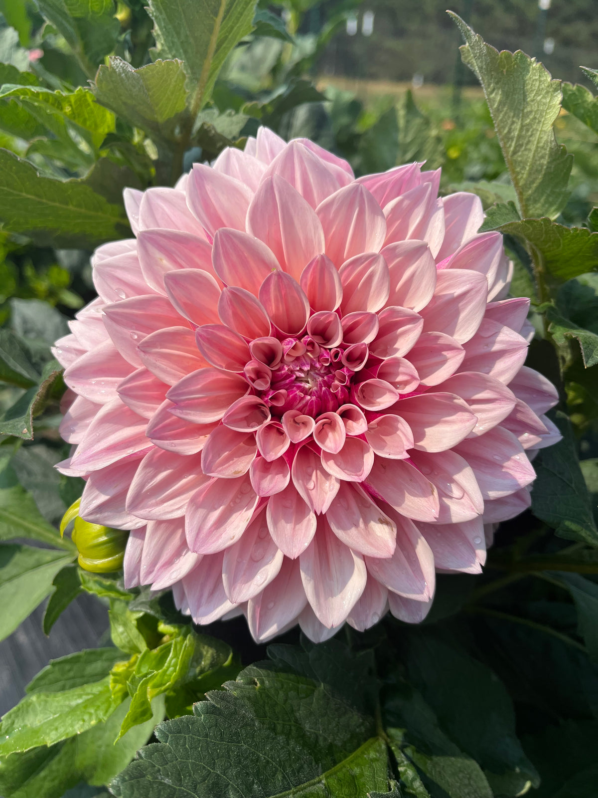 Florelie Antique