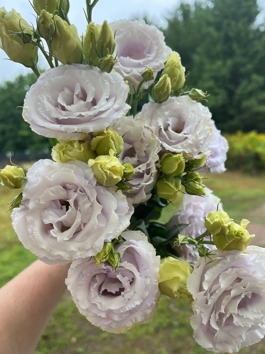 Elegance 3 Pale Lavender