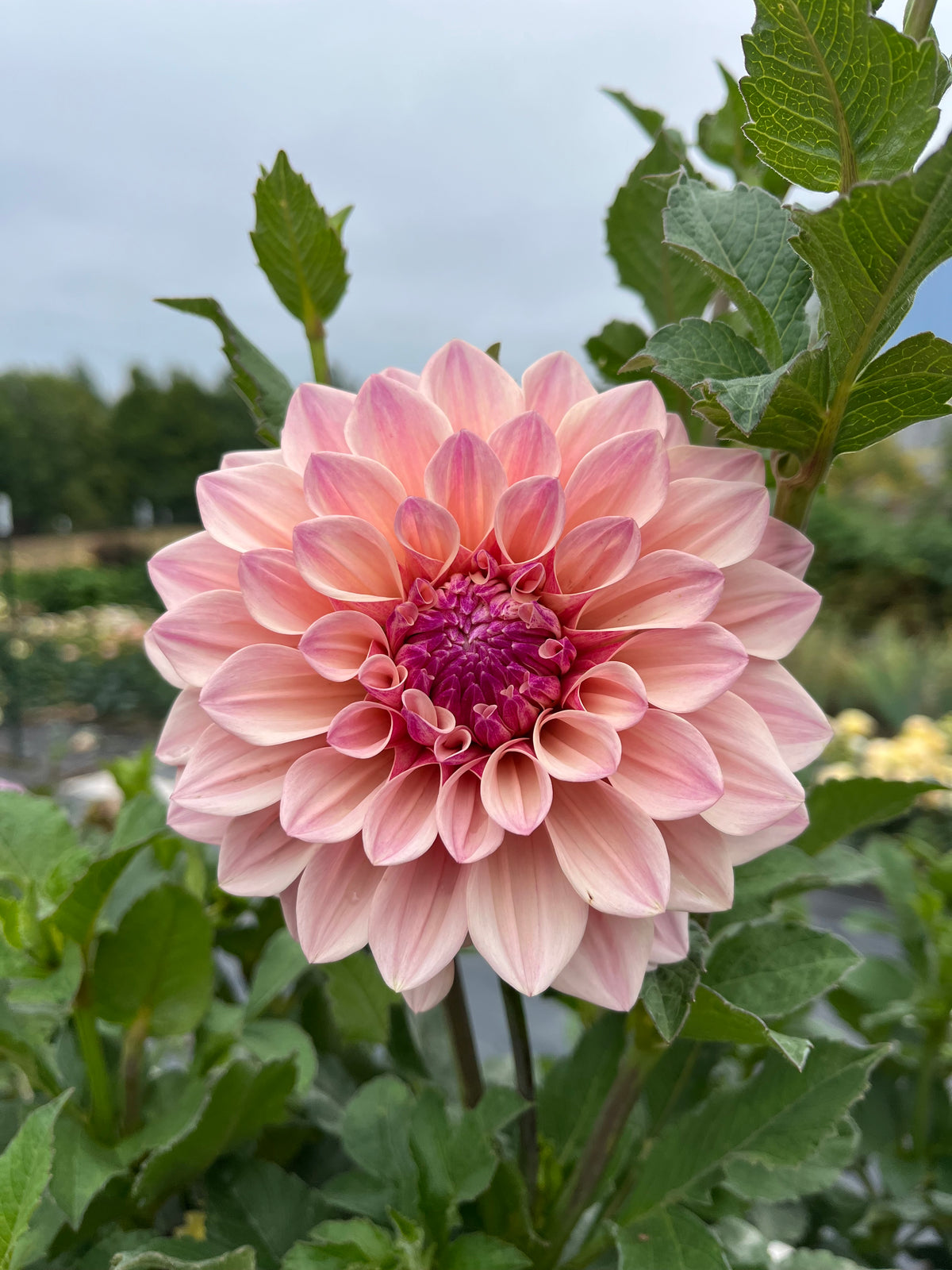 Florelie Antique