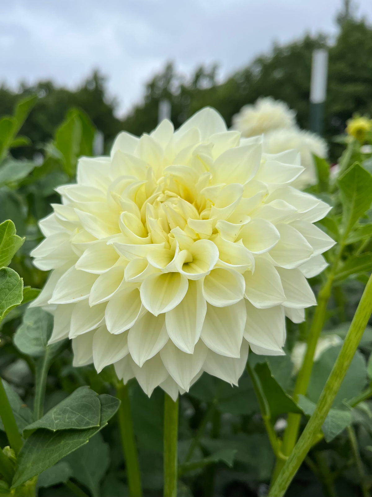 White Charlie Two