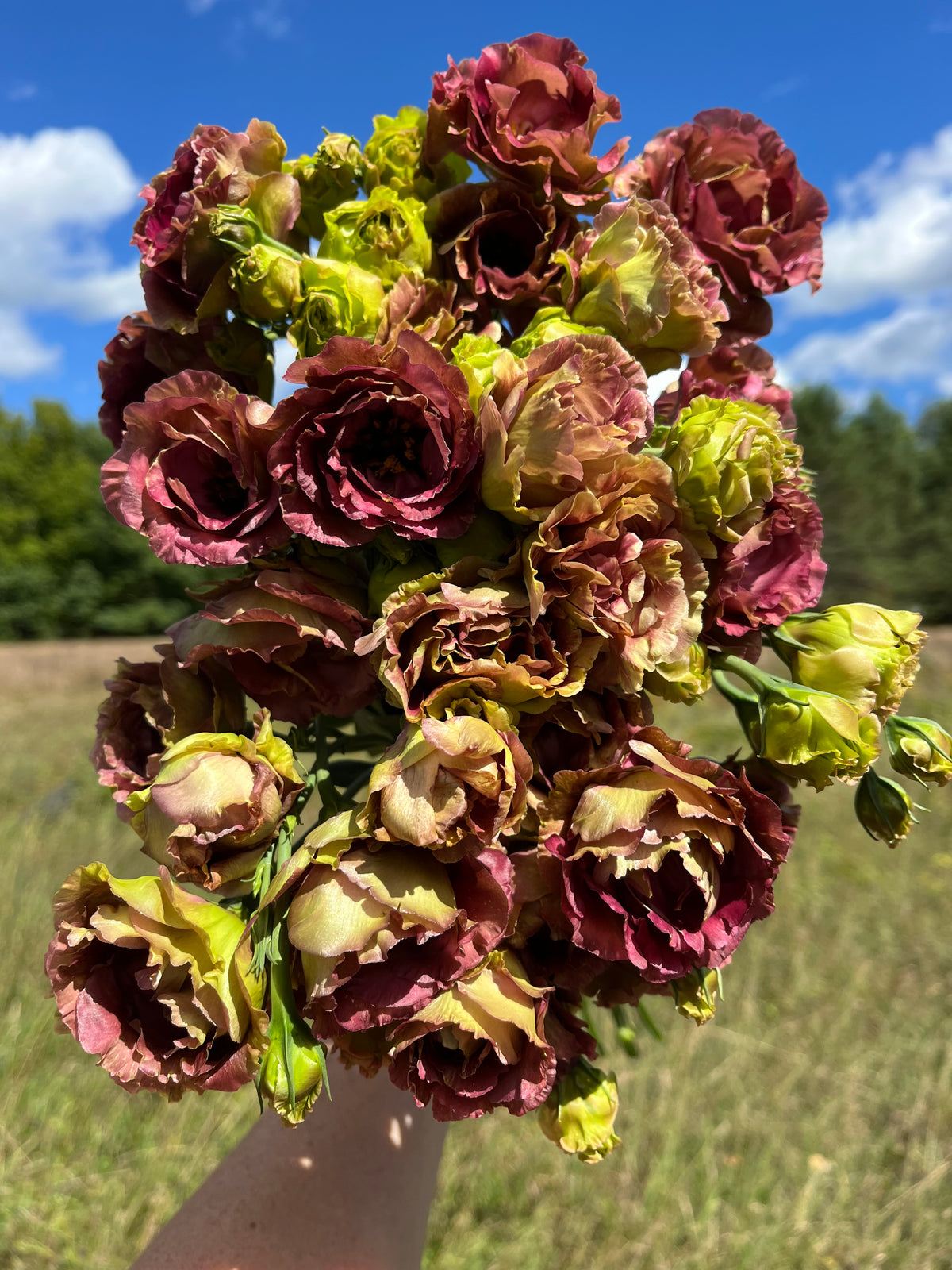 Rosanne 3 Brown