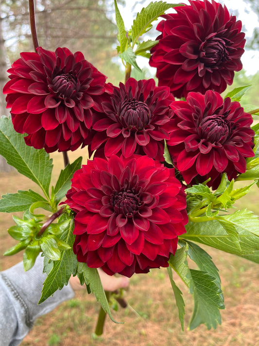 River’s Ruby