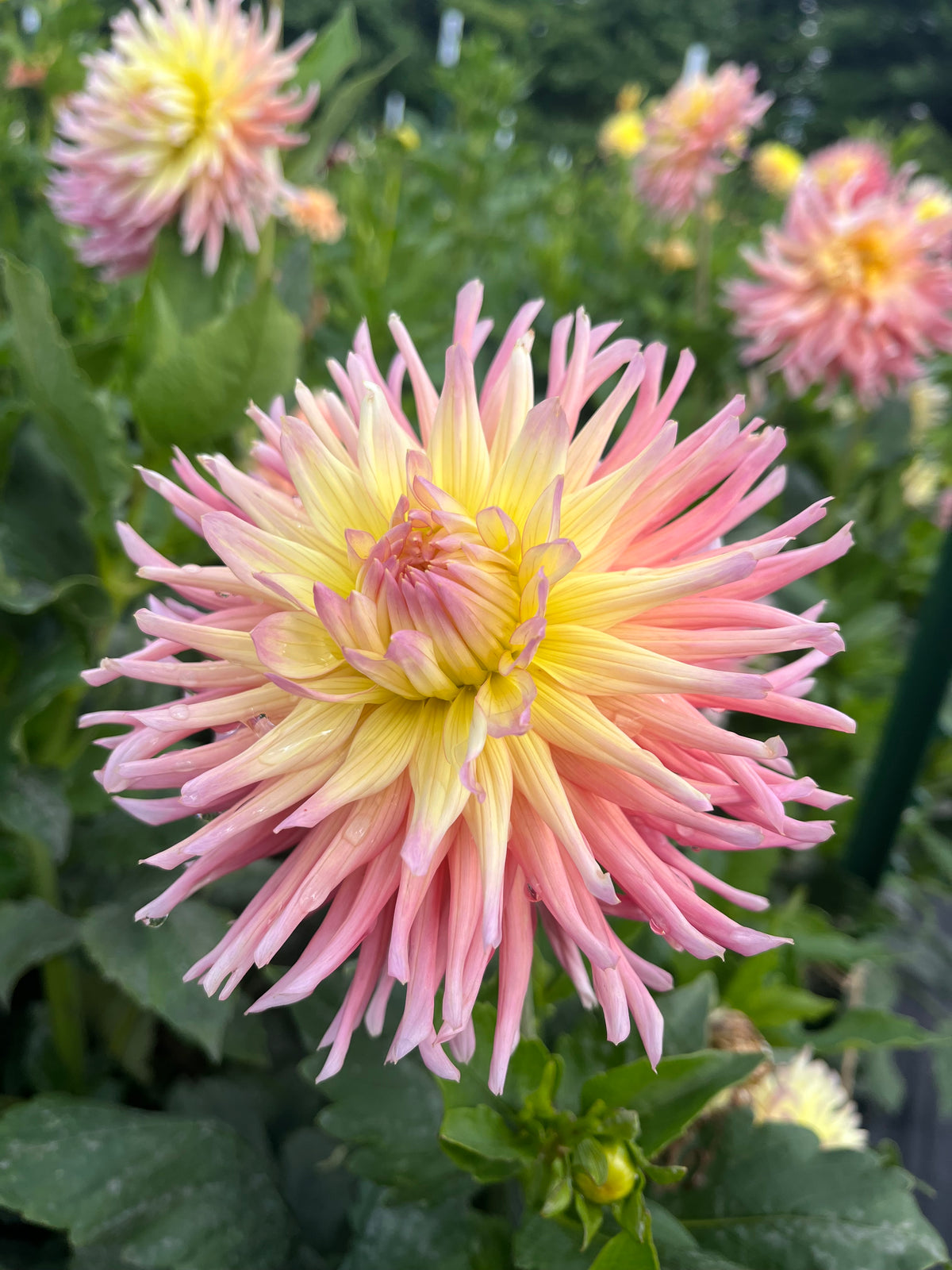 Hollyhill Peachy Keen