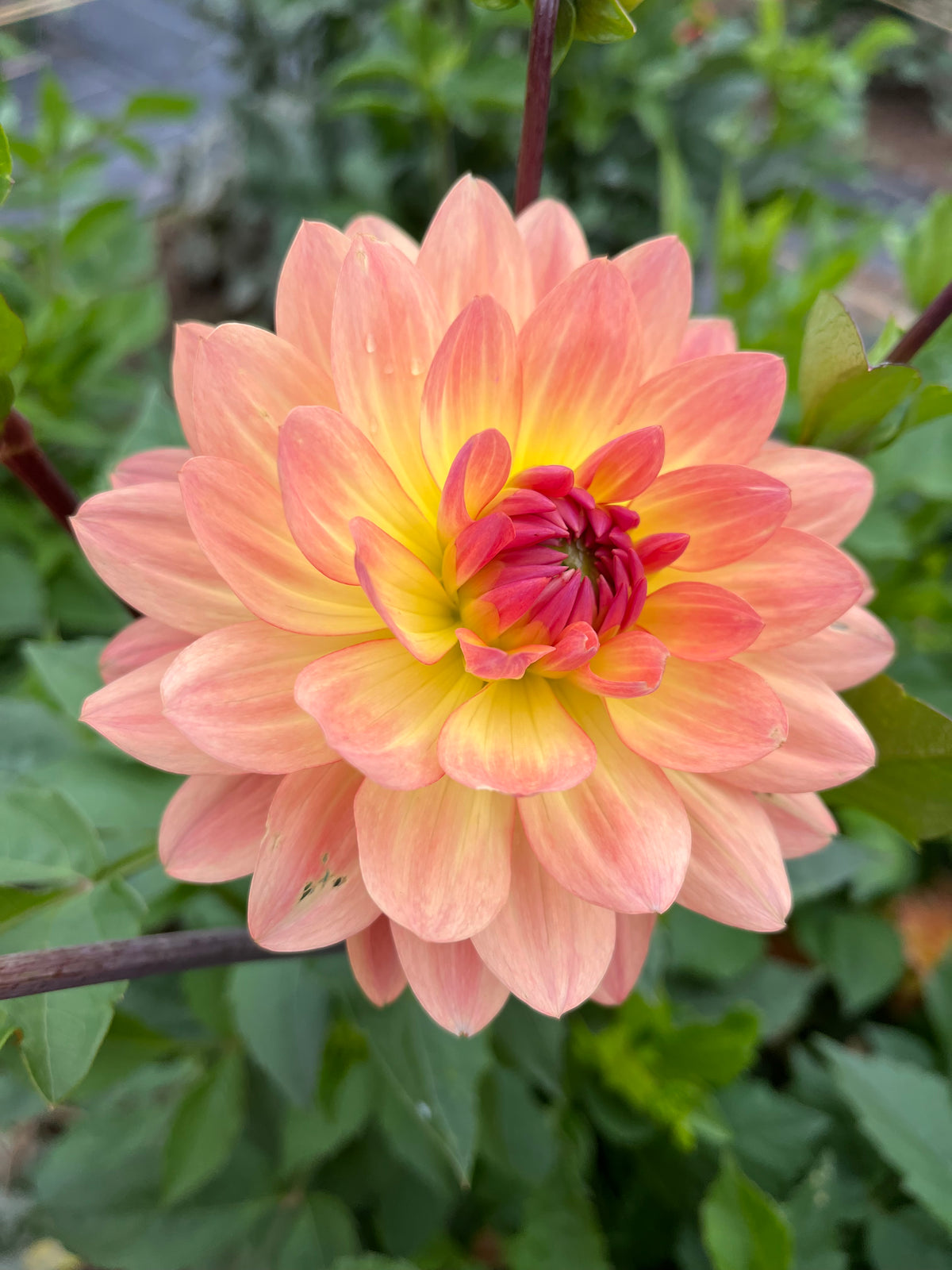 Molly’s Orange You Glad