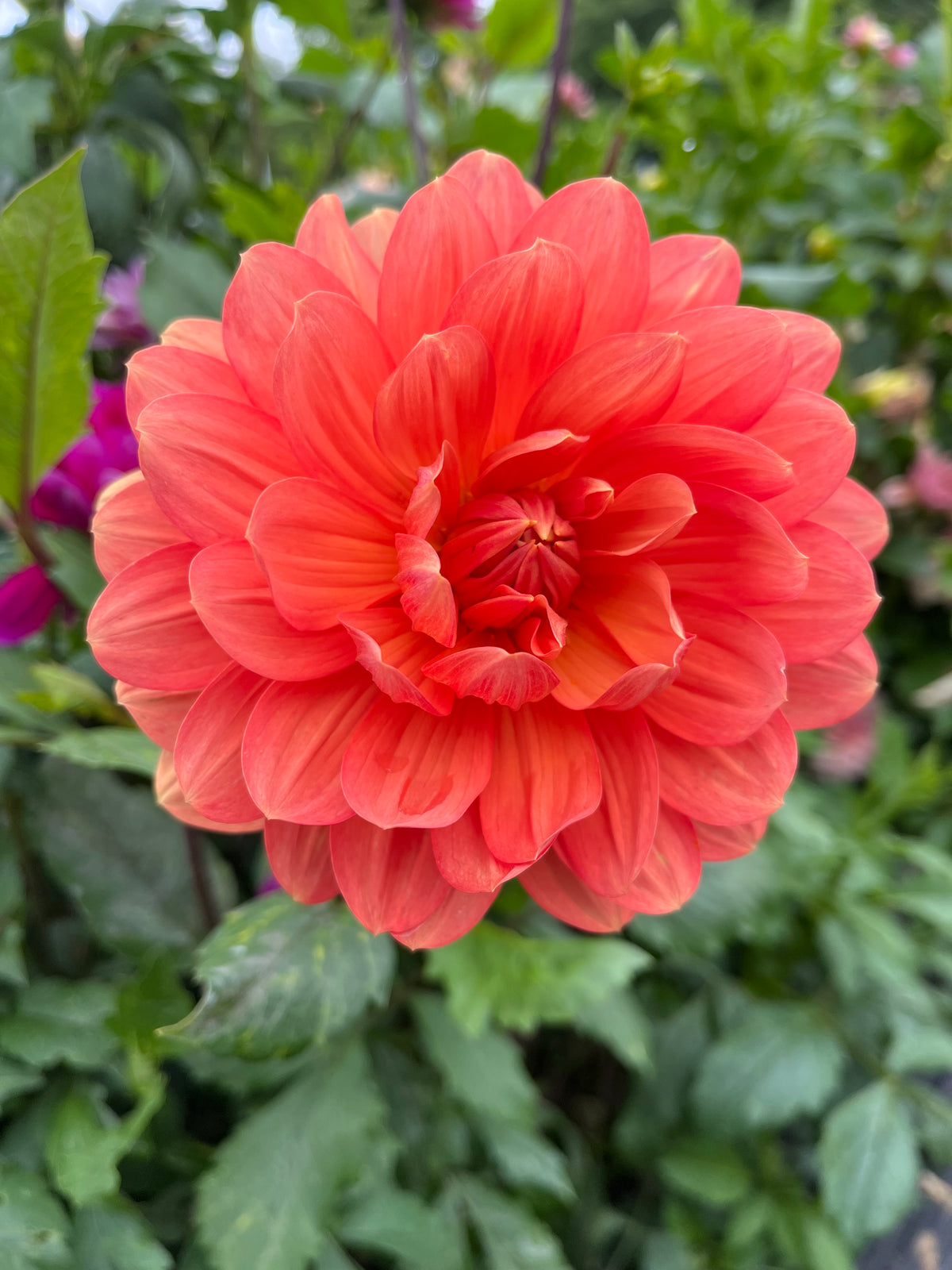 Hollyhill Calypso