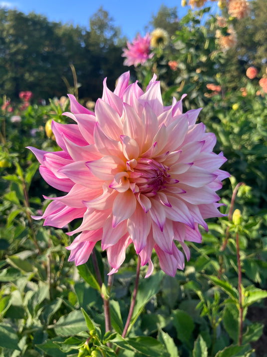SF Madelouie