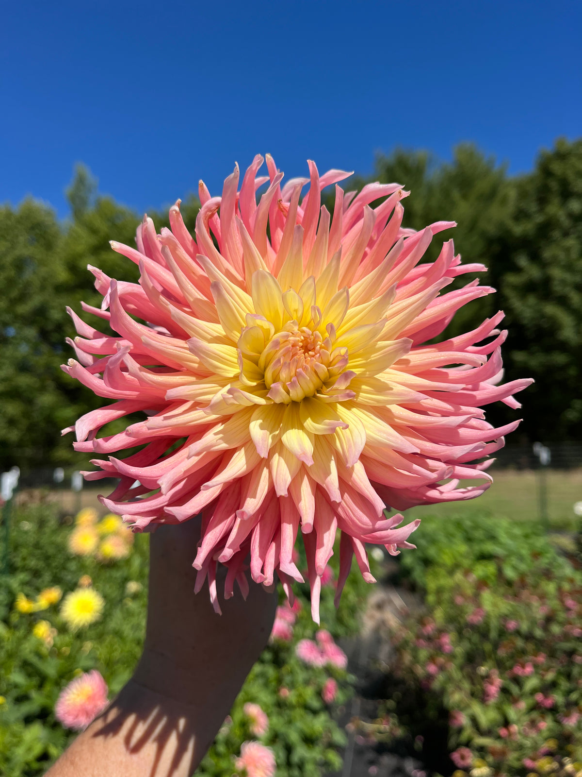 Hollyhill Peachy Keen