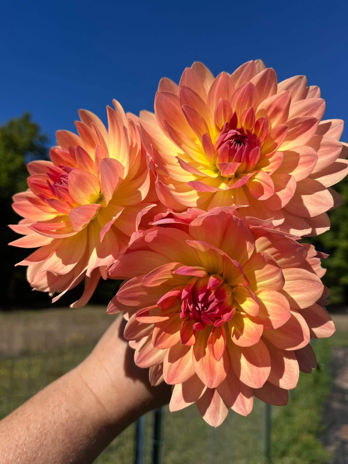 Molly’s Orange You Glad