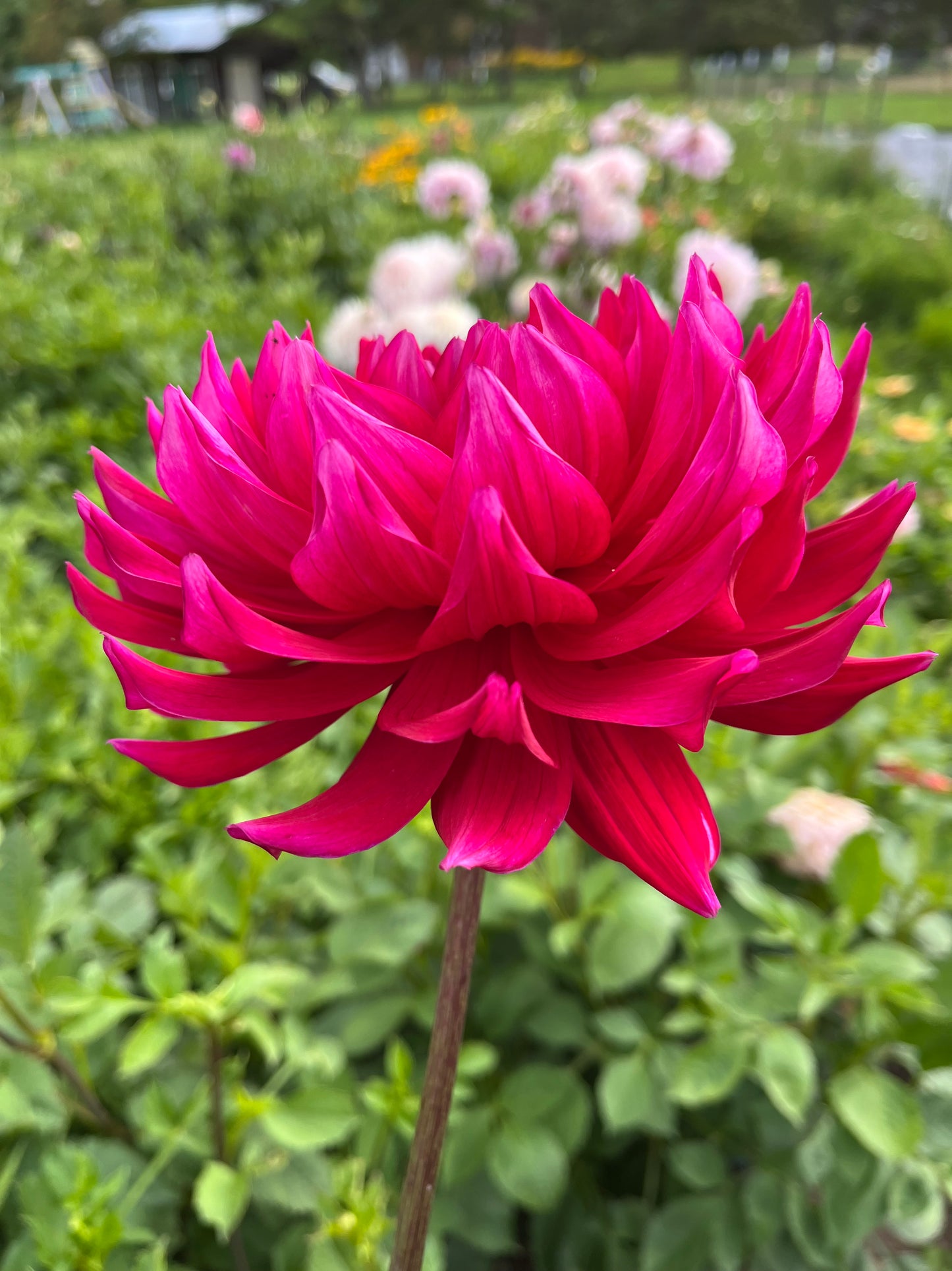 Hollyhill Pandora