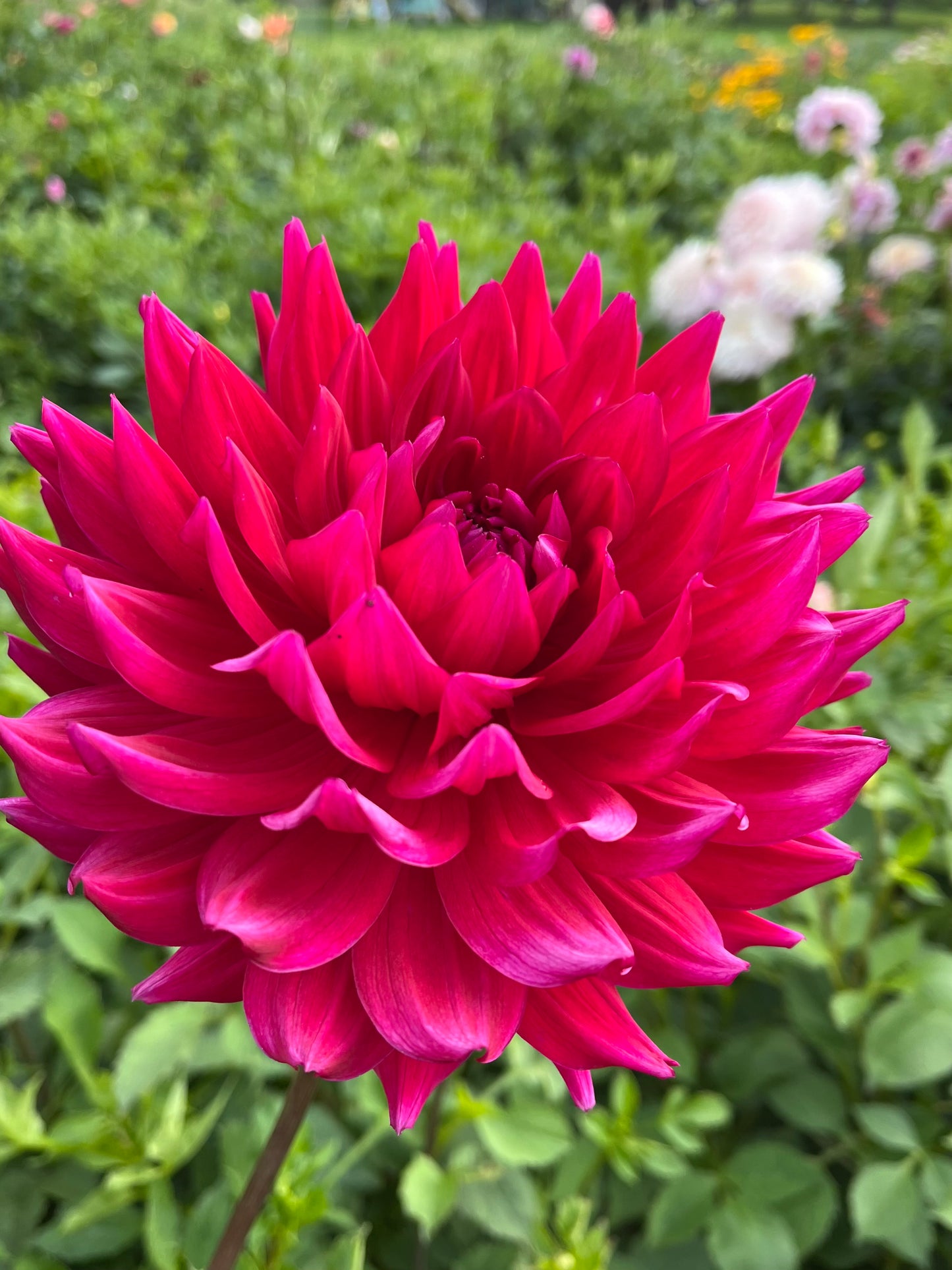 Hollyhill Pandora