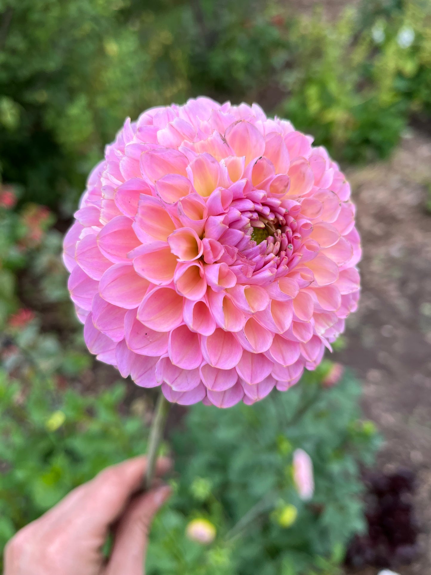 Hamari Rose