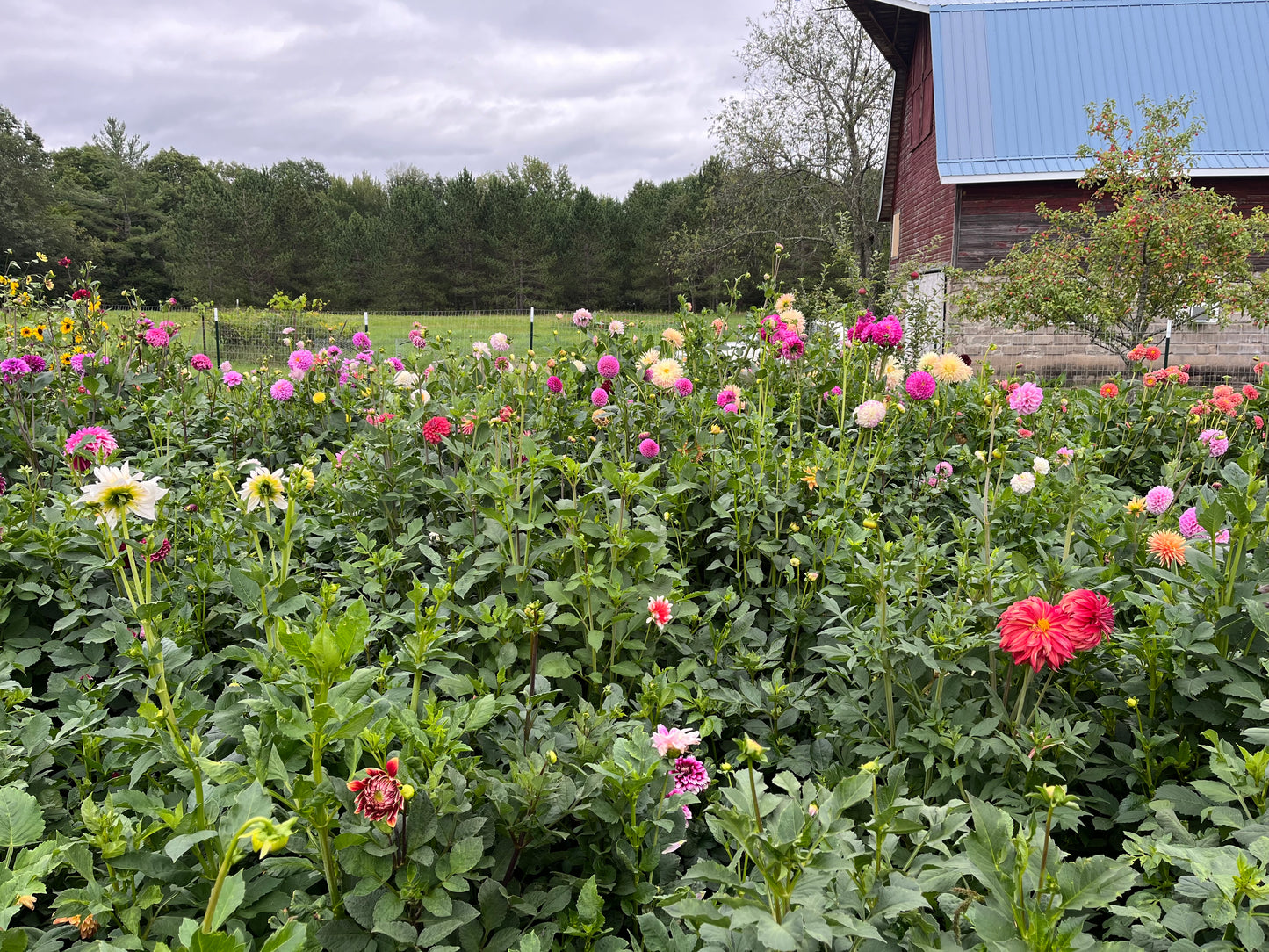 Clearview Claret, Unverified Bloom