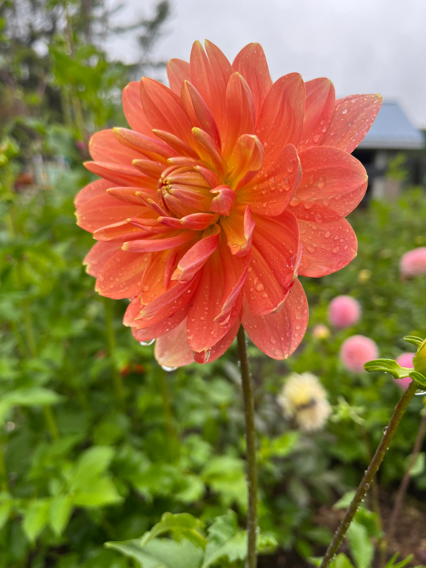 Sandia Susan