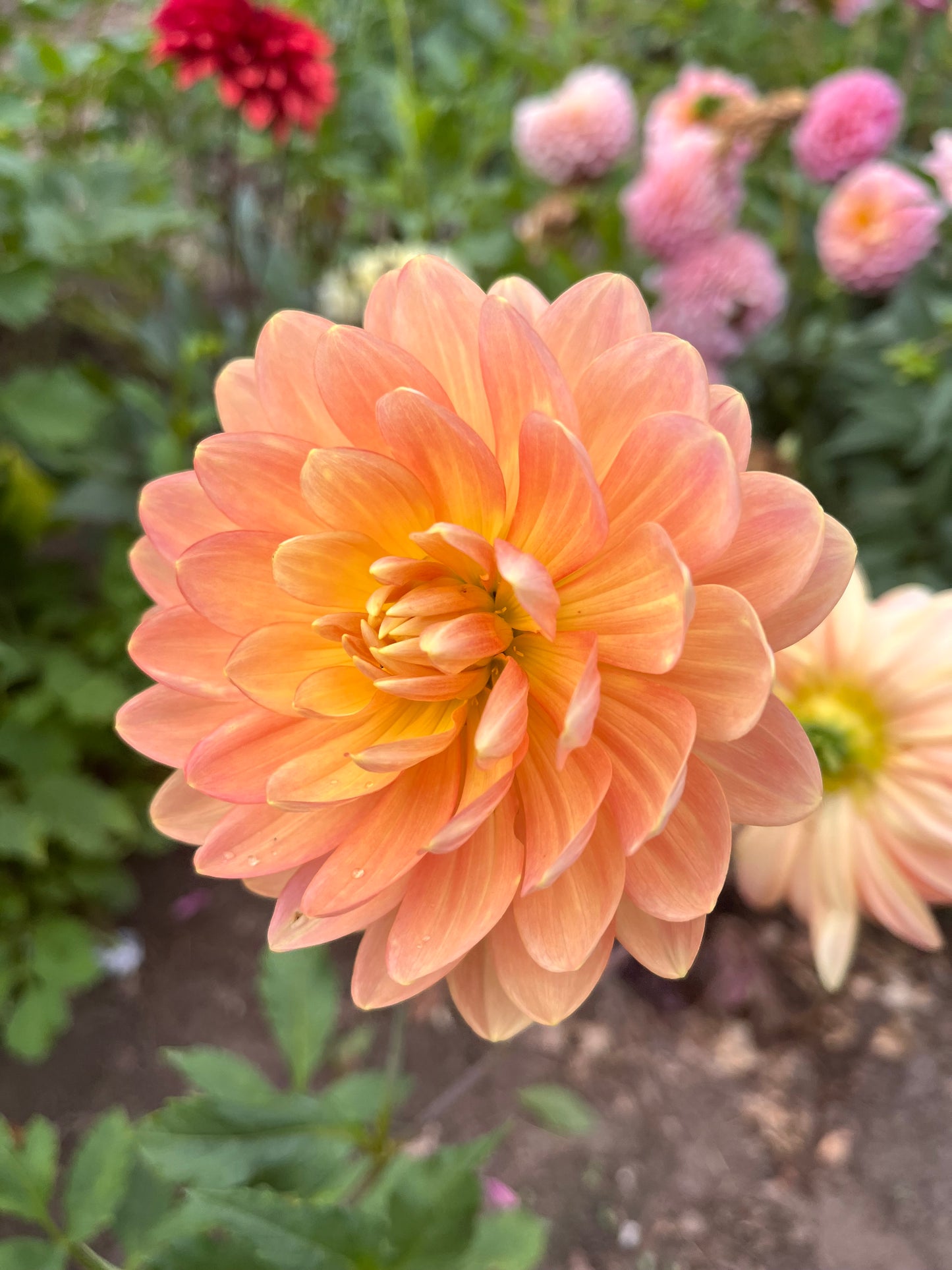 Sandia Susan