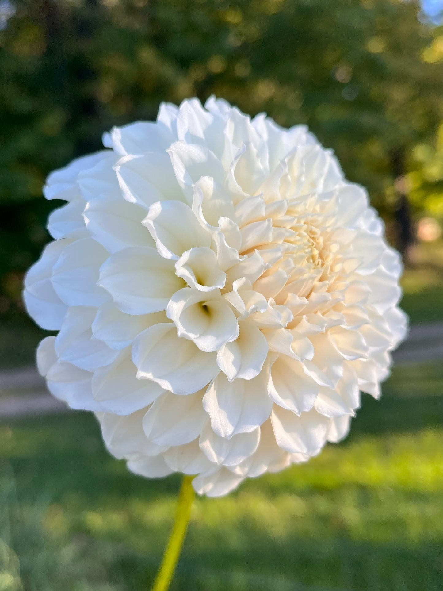 Irish Ruffles