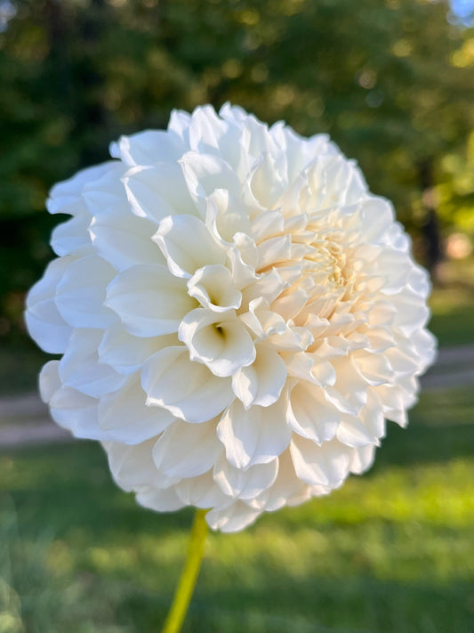 Irish Ruffles