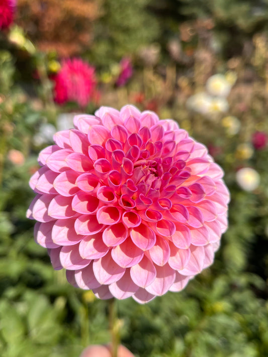 Westerton Pearl